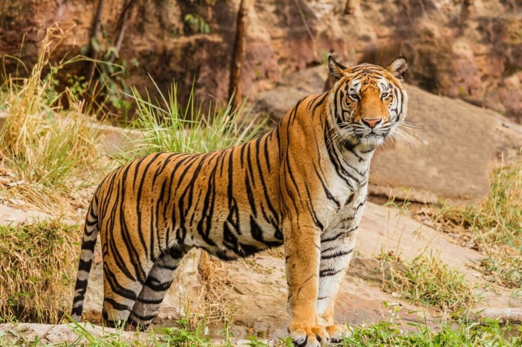 India's 52nd Tiger Reserve